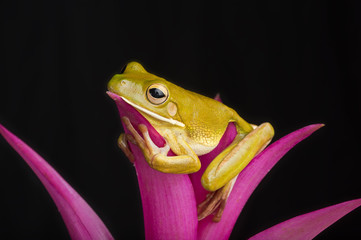 Fototapeta premium Giant Tree Frog on Colorful Leaves