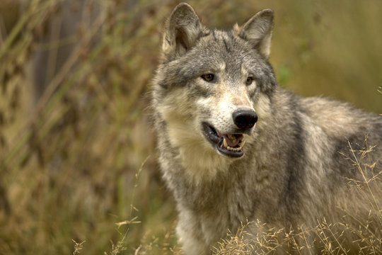 North American Grey Wolf