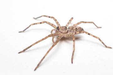 brown spider isolated on white background close-up