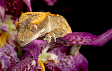 Gecko climbing on Orchid