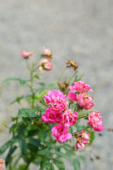 rose flowers in the nature