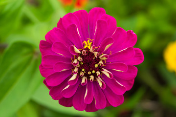 Obraz premium Red purple Zinnia, cut out, white background