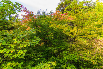 Fototapeta premium Trees were autumn leaves in Japan