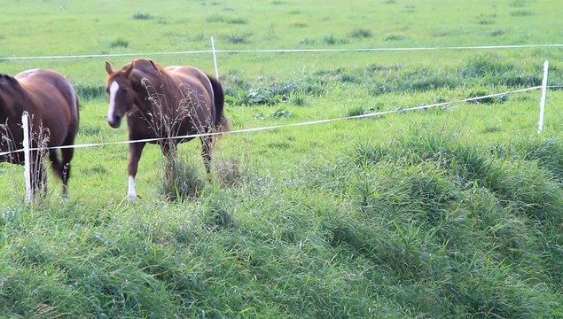 Zwei tragende braune Pferde auf der Wiese 