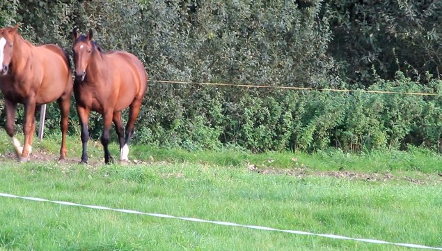 Zwei tragende braune Pferde auf der Wiese 