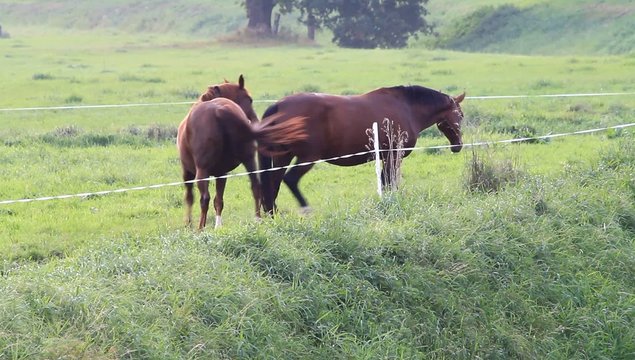 Zwei tragende braune Pferde auf der Wiese 