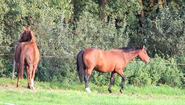 Zwei tragende braune Pferde auf der Wiese 