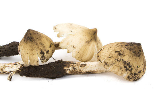 Mushrooms Termitomyces fuliginosus Heim