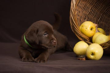 Chocolate labrador puppy lying on a brown background near basket