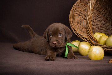 Chocolate labrador puppy lying on a brown background near basket