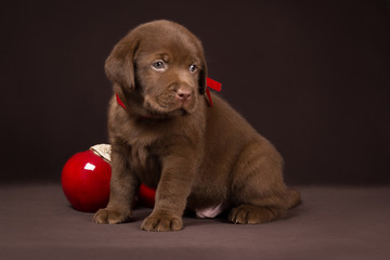 Chocolate labrador puppy sitting on a brown background near red