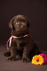 Chocolate labrador puppy sitting on brown background near