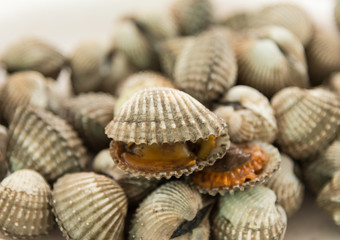 Cockle shells