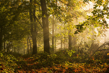 Obraz premium Sun light and trees in silhouettes in misty forest during fall