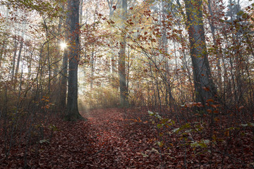 Enchanted path with light in forest during autumn