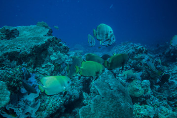 Naklejka na ściany i meble Group golden spadefish swim in Derawan, Kalimantan underwater