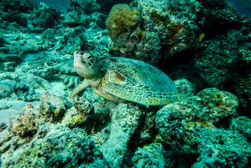 Naklejka na ściany i meble Green sea turtle resting in Derawan, Kalimantan underwater