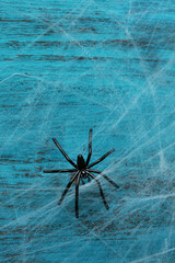 Cobweb with spider on wooden background