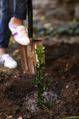 Tree planting