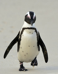 Walking African penguin