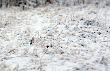 Winter scene