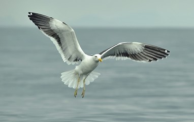 Flying kelp gull (Larus dominicanus), Black Backed Kelp Gull.