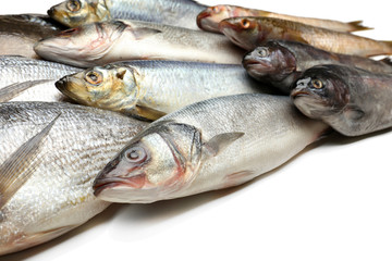 Fresh catch of fish close-up