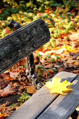 Autumn leaf on wooden bench at park