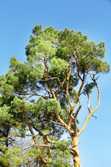 Beautiful tree twigs, on sky background