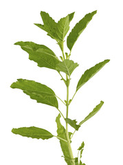 Holy Basil