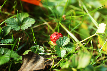 Little strawberry in forest