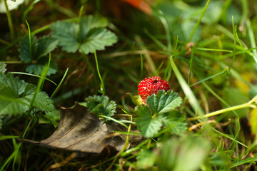 Little strawberry in forest