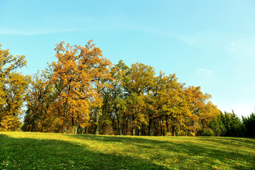 Beautiful autumn trees in park