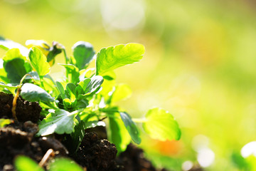 Beautiful flowers in garden