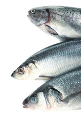 Fresh fish isolated on white