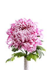 Beautiful flower close-up