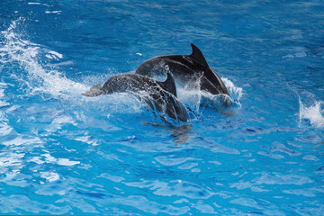Fototapeta premium grey dolphins jumping in blue water