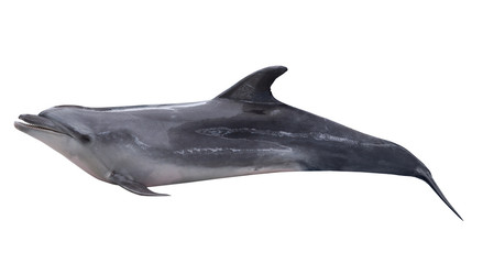 isolated on white gray doplhin