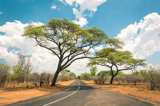 Fototapeta African landscape with empty road and trees in Zimbabwe - On the