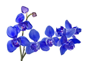 three petals isolated blue orchids