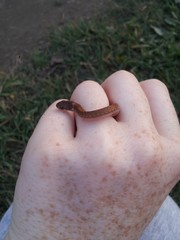 Red Bellied Snake