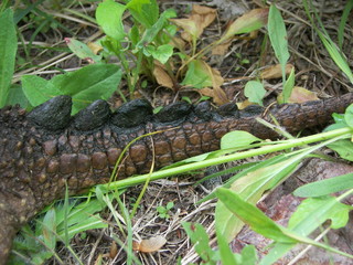 Snapping Turtle Tail