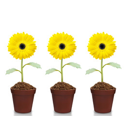 fresh beautiful sunflowers in  pot