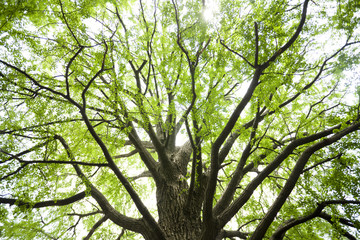 新緑のイチョウの木