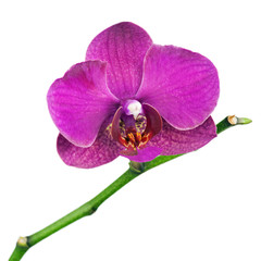 Very Rare Purple Orchid Isolated on White Background.