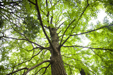 Obraz premium 新緑のイチョウの木