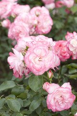 バラ　二コール