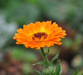 Ringelblume im Garten