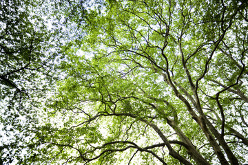 プラタナスの新緑