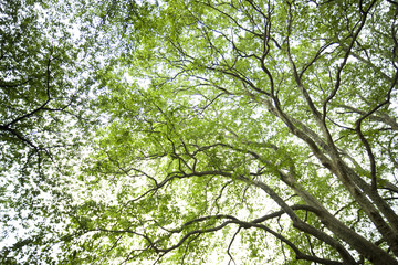 プラタナスの新緑